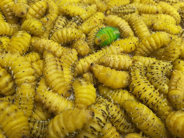Closeup image of yellowish silkworm or caterpillar. Silkwormseats mulberry leaves. The moth makes the silk fiber. Silkworm can also be eaten as food.