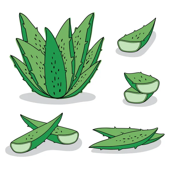 Set Vectores Aloe Vera Mano Dibujada Sobre Fondo Blanco — Vector de stock