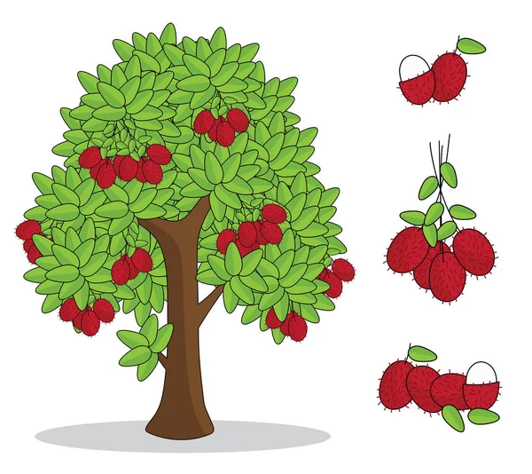Rambutan ağaç beyaz arka plan ile. izole doodle el çizimi.