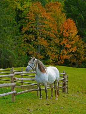 Sonbahar Karpat Dağları, Ukrayna.