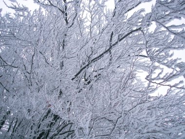 Beyaz Kış. Çorbaları beyaz karla kaplı ağaçlar. 