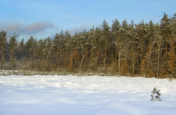 Paisaje Invernal Pinos Altos Cubiertos Nieve Iluminación Atardecer Espacio Para — Foto de Stock