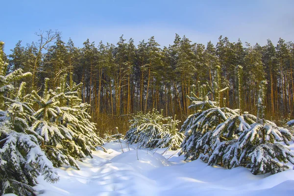 Bosque Invierno Pequeños Abetos Cubiertos Nieve Pinos Altos Fondo Iluminación — Foto de Stock