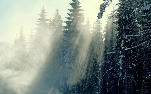 Beautiful winter landscape. Solar beams making the way through a fog.