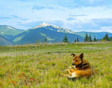 Sarı bir köpek çim üzerinde yatıyor. Arka plan olarak bir güzel dağ manzarası.