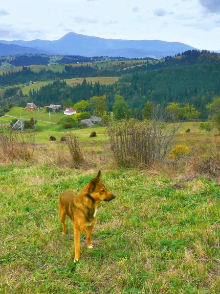 Yellow dog standing in the grass. A beautiful mountain landscape as a background.