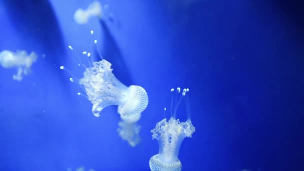 Glowing Jellyfish Floating Deep Water — Stock Video