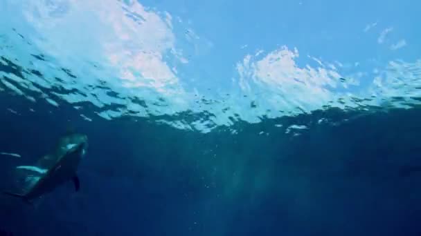 Golfinho Nada Água Azul Sob Superfície Vista Subaquática Cena Mar — Vídeo de Stock