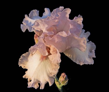 Siyah arka plan üzerine güzel Iris çiçeği.