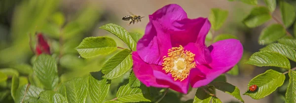 Scarlet dog-rose flower, bee and ladybird. Website banner.