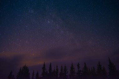Gizemli gece manzarası. Çam ağaçları siluetleri ile yıldızlı gece gökyüzü.