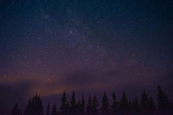 Misterioso Paisaje Nocturno Cielo Nocturno Estrellado Con Siluetas Pinos Imagen De Stock