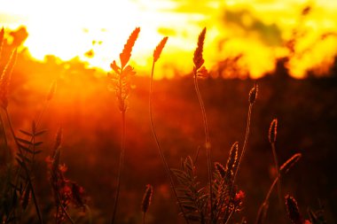 Gün batımında çayır. Batan güneşin arka planında yabani çiçekler.