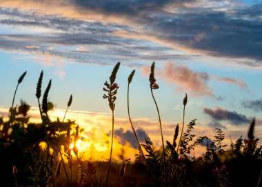 Gün batımında çayır. Batan güneşin arka planında yabani çiçekler.
