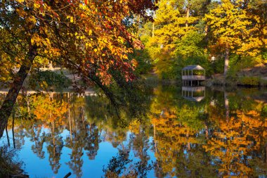 Orman gölündeki ağaçların yansımasıyla güzel bir manzara. Parlak sarı ve turuncu yapraklar suya yansıyor. Sonbahar doğal arka plan, dünyanın en harika yerleri..