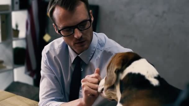 Knappe Zakenman Brillen Formele Slijtage Spelen Met Hond Werkplek — Stockvideo