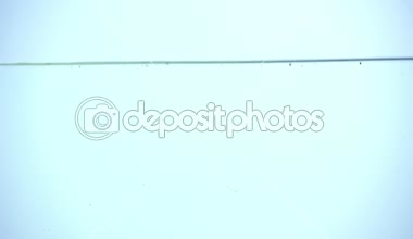 parlak yeşil dolmalık biber arkadan aydınlatmalı mavi zemin üzerine açık suya daldırma