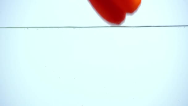 Leuchtend Roter Paprika Taucht Klares Wasser Auf Blauem Hintergrund Mit — Stockvideo