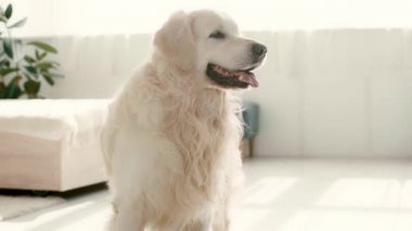 yatak odasında dururken dil gösteren ve kuyruk sallayarak sevimli labrador yavaş hareket 