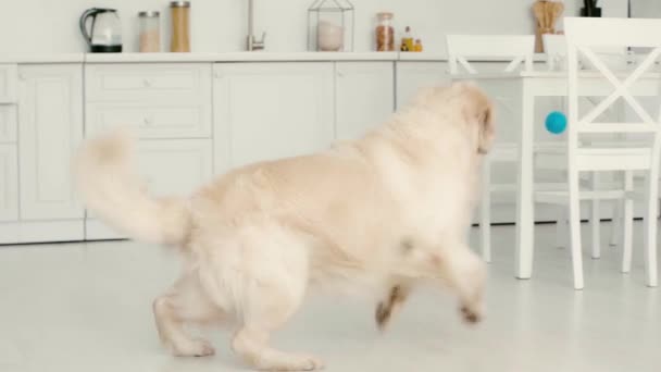 Slow Motion Van Schattige Labrador Jumping Rennen Vangen Blauwe Bal — Stockvideo