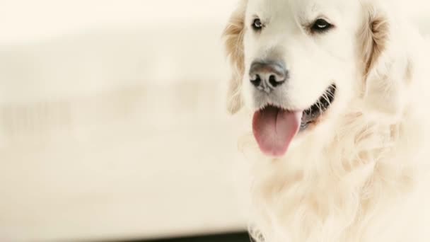 Slow Motion Adorable Dog Breathing Showing Tongue Home — Stock Video