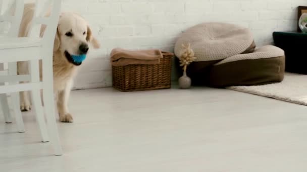Niedlicher Reinrassiger Labrador Läuft Schlafzimmer Mit Blauem Ball — Stockvideo