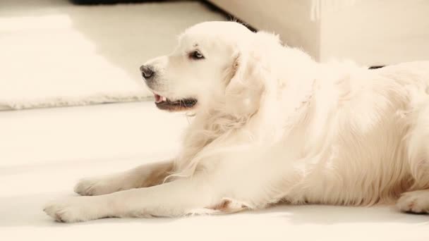 Slow Motion Van Schattige Raszuivere Hond Liggend Vloer Likken Neus — Stockvideo