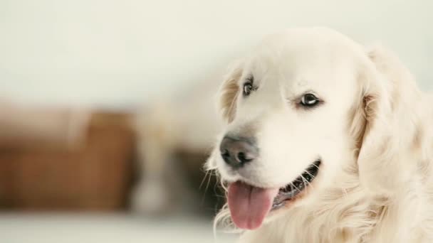 Замедление Движения Очаровательной Собаки Показывающей Язык Время Дыхания Смотрящей Камеру — стоковое видео