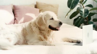 yatakta yatan ve yatak odasında dizüstü bilgisayar bakarak sevimli labrador yavaş hareket 