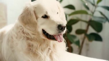 sevimli köpek mavi topu yakalamak ve yatak odasında kuyruk sallayarak yavaş hareket 