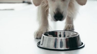 sevimli safkan köpek çalışan yavaş hareket, kase yakınında duran ve evcil hayvan gıda yeme 