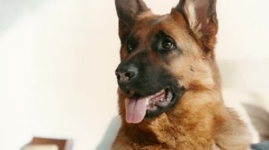 safkan Alman çoban köpeği nin top tutan adama bakarak yavaş hareketi 