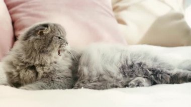 gri ve kabarık kedi yatakta yatan yavaş hareket, burun yalama ve yatak odasında kamera bakarak 