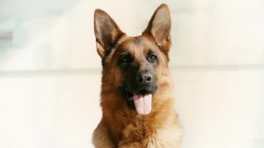 evde nefes alırken dilini gösteren sevimli Alman çoban köpeğinin yavaş hareket 