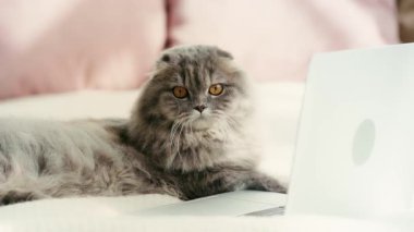 yatakta yatan ve yatak odasında dizüstü bilgisayarın yanında burun yalama sevimli kedi yavaş hareket 