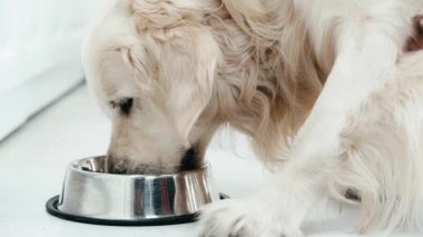 sevimli safkan köpek yürüyüş yavaş hareket, kase yakınında duran ve evcil hayvan gıda yeme 