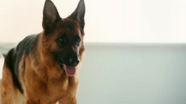 evde nefes alırken dilini gösteren sevimli Alman çoban köpeğinin yavaş hareket 