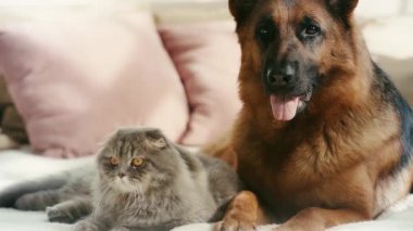 yatakta safkan köpek ile yatarken sevimli gri kedi kuyruk sallayarak yavaş hareket 