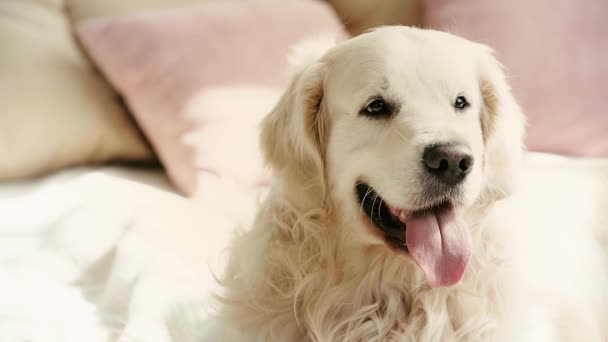 Αργή Κίνηση Του Χαριτωμένο Καθαρόαιμα Σκυλί Που Βρίσκεται Στο Κρεβάτι — Αρχείο Βίντεο