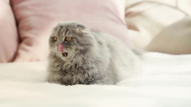 慢动作可爱的灰色和蓬松的猫躺在床上 舔鼻子 看着相机在卧室 — 图库视频影像