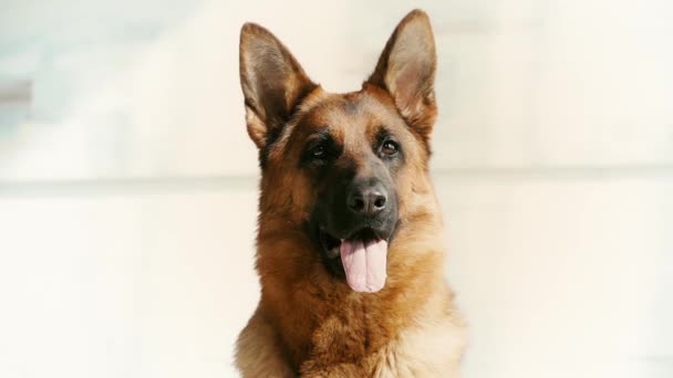 慢动作可爱的德国牧羊犬显示舌头 而在家里呼吸 — 图库视频影像