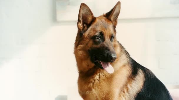 Αργή Κίνηση Του Χαριτωμένο Γερμανικό Ποιμενικό Σκυλί Δείχνει Γλώσσα Ενώ — Αρχείο Βίντεο