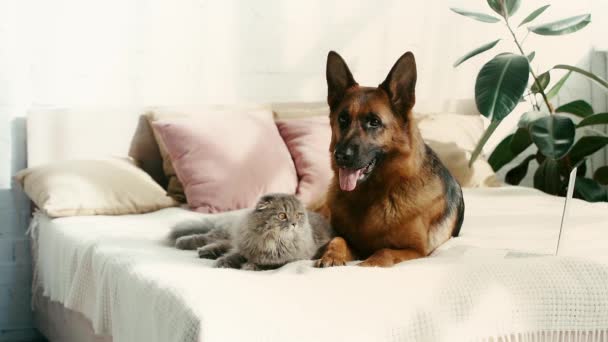 かわいい純粋なドイツの羊飼いの犬と灰色の猫のスローモーションは ラップトップの近くのベッドに横たわって — ストック動画