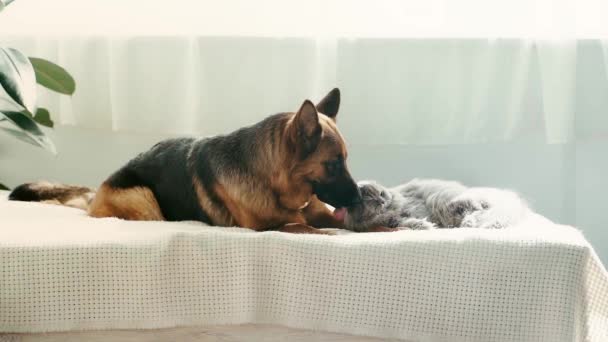 かわいい純粋なドイツの羊飼いの犬のスローモーションは ベッドの上に横たわっている灰色の猫を舐め 匂いを嗅ぐ — ストック動画