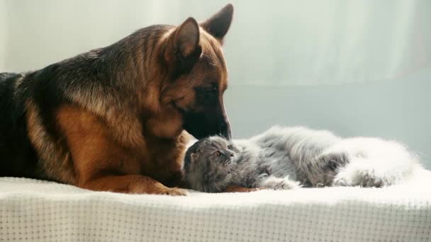 Cámara Lenta Lindo Pura Raza Pastor Alemán Perro Lamiendo Gato — Vídeos de Stock