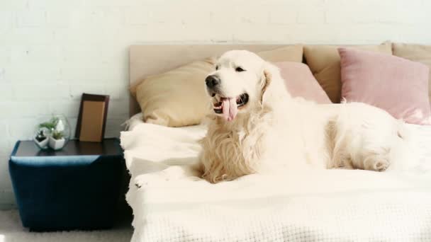 Zeitlupe Eines Niedlichen Reinrassigen Labradors Der Auf Dem Bett Liegt — Stockvideo