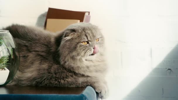 Slow Motion Cute Grey Cat Lying Bedside Table Books Aquarium — Stock Video