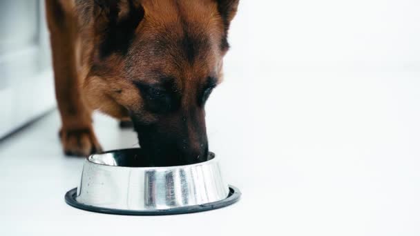 Cámara Lenta Lindo Perro Raza Pura Beber Agua Mientras Está — Vídeo de stock