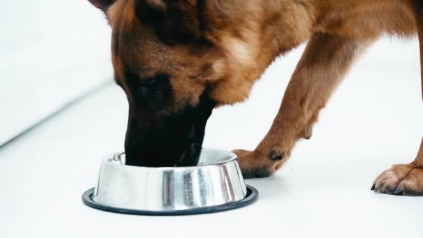 Ralenti Chien Race Mignon Marchant Debout Près Bol Eau Potable — Video