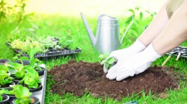 bahçede toprağa filiz dikim eldiven bahçıvan kısmi görünümü